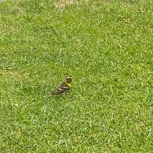 European Serin