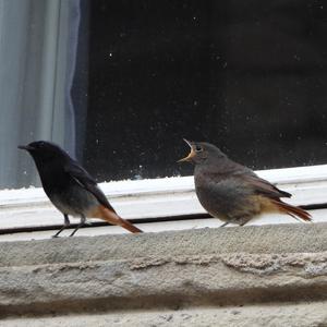 Black Redstart