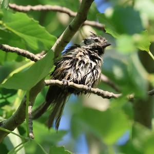 Crested Tit