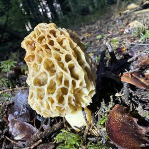 Yellow Morel