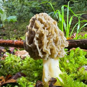 Yellow Morel