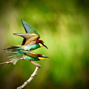 European Bee-eater