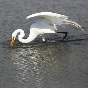 Great Egret