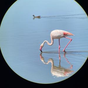 Greater Flamingo