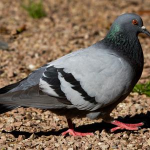 Rock Pigeon