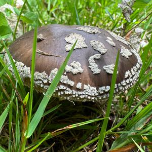 Stout-stalked Amanita