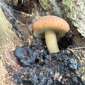 King Bolete