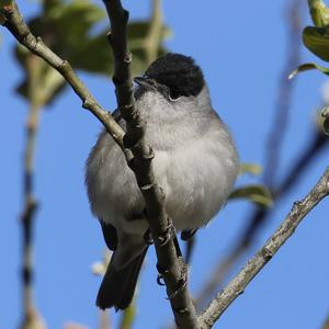 Blackcap