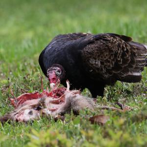 Turkey Vulture