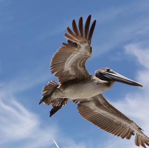 Brown Pelican