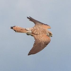 Common Kestrel