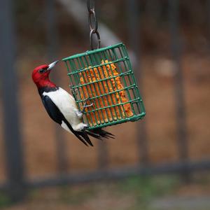 Red-headed Woodpecker