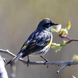 Yellow-rumped Warbler