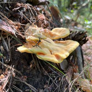 Chicken Mushroom