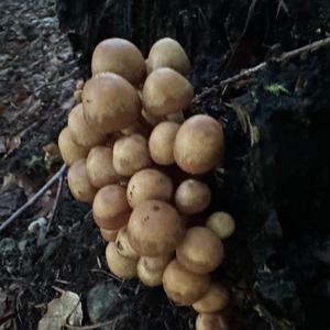 Changing Pholiota