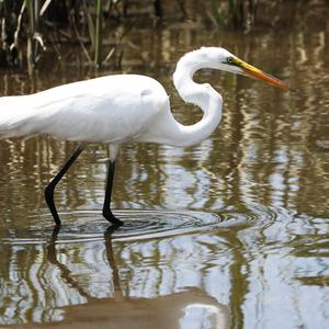 Great Egret