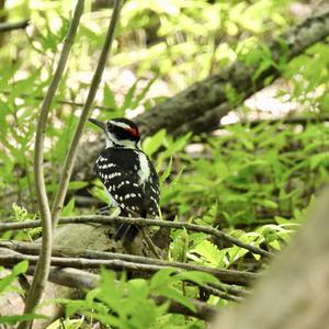 Downy Woodpecker