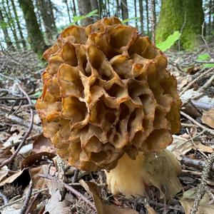 Yellow Morel