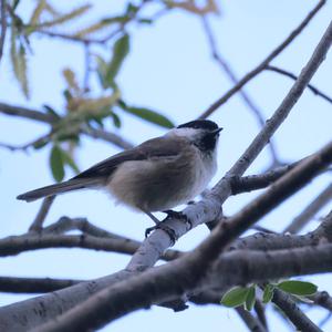 Marsh Tit