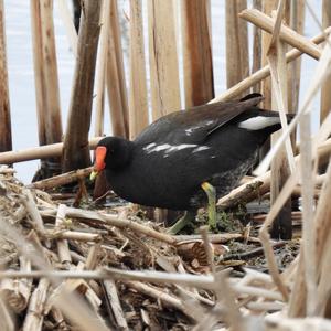 Common Moorhen