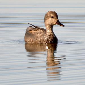 Gadwall