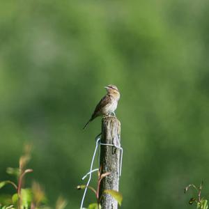 Eurasian Wryneck