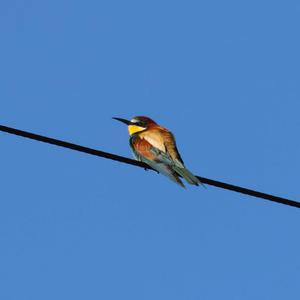 European Bee-eater