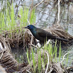 Common Grackle