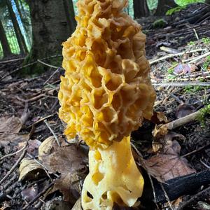 Yellow Morel