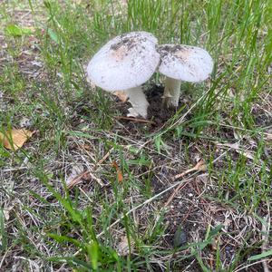 Unknown Species