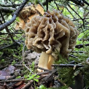 Yellow Morel