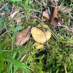 Chanterelle, Common