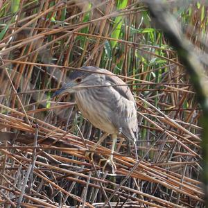 Black-crowned Night-heron