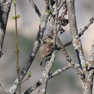 Eurasian Wryneck