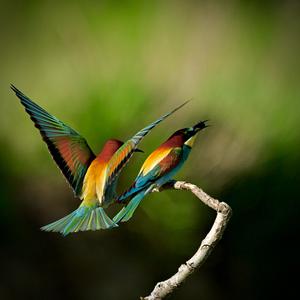 European Bee-eater