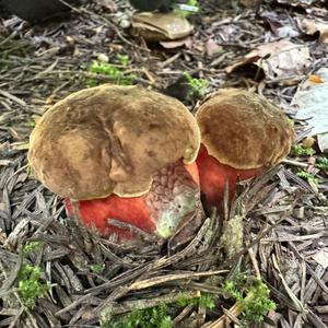 Dotted-stem Bolete