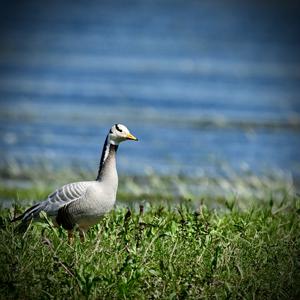 Bar-headed Goose