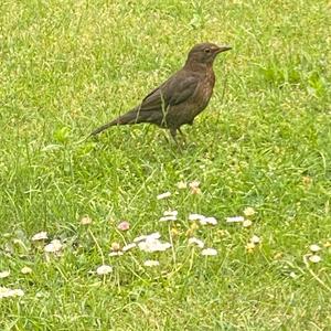 Eurasian Blackbird