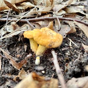 Chanterelle, Common