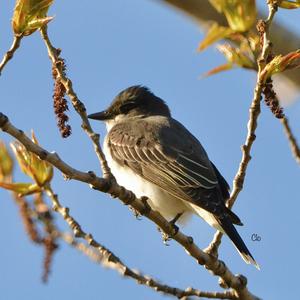 Eastern Kingbird