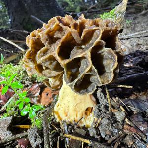 Yellow Morel