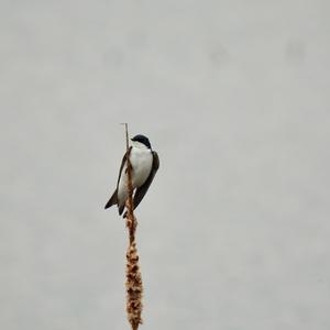 Tree Swallow