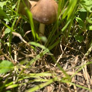 Bluing Psilocybe