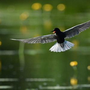 Black Tern