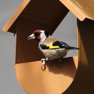 European Goldfinch