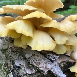 Oyster Mushroom