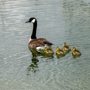 Canada Goose