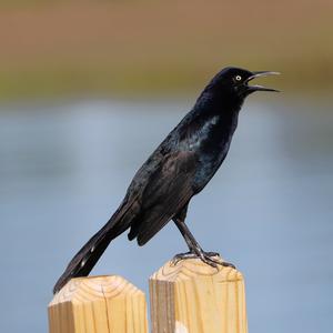 Boat-tailed Grackle