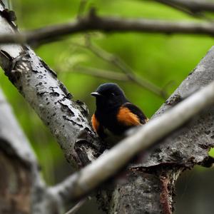 American Redstart