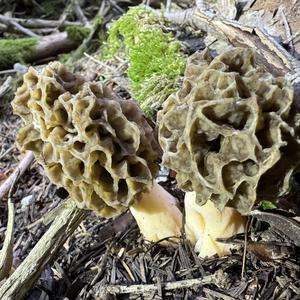 Yellow Morel